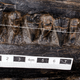 Image showing the ichthyosaur’s teeth.